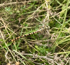 Onychogomphus flexuosus