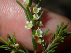 Ochrosperma lineare