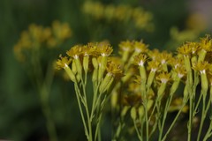 Senecio adnatus