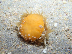 Heteractis