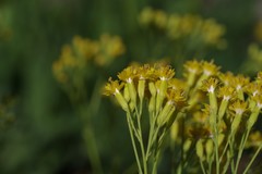 Senecio adnatus