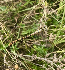 Onychogomphus flexuosus