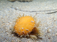 Heteractis