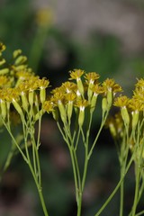 Senecio adnatus