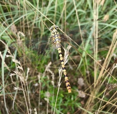Onychogomphus flexuosus
