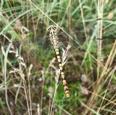 Onychogomphus flexuosus