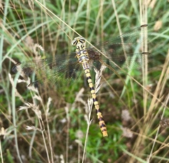 Onychogomphus flexuosus