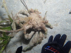 Paranaxia serpulifera