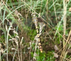 Onychogomphus flexuosus