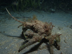 Paranaxia serpulifera