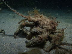 Paranaxia serpulifera