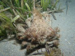 Paranaxia serpulifera
