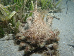 Paranaxia serpulifera