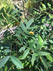 Senna barclayana