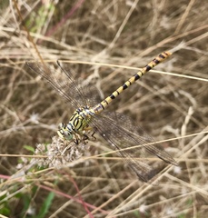 Onychogomphus flexuosus