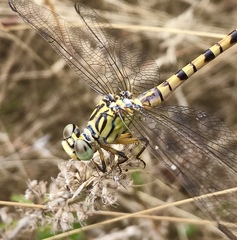 Onychogomphus flexuosus
