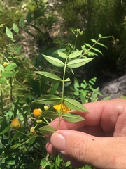 Senna barclayana