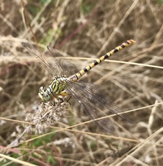 Onychogomphus flexuosus