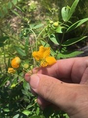 Senna barclayana
