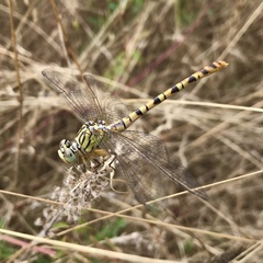 Onychogomphus flexuosus