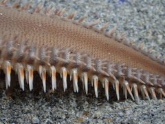 Astropecten triseriatus