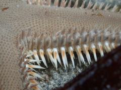 Astropecten triseriatus