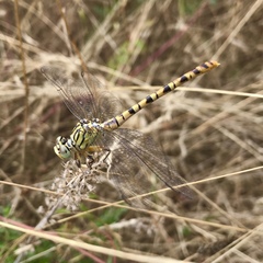 Onychogomphus flexuosus