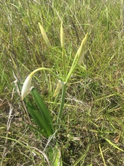 Crinum flaccidum