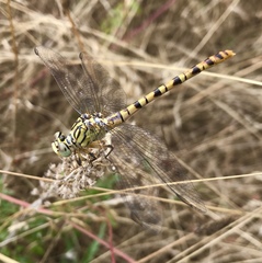 Onychogomphus flexuosus