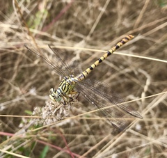 Onychogomphus flexuosus