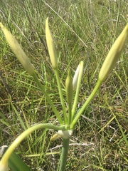 Crinum flaccidum