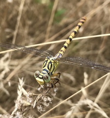 Onychogomphus flexuosus