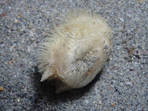 Riccio cuore mediterraneo