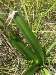 Crinum flaccidum