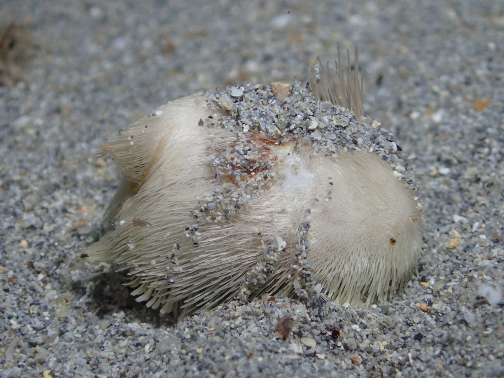 Mediterranean Heart Urchin