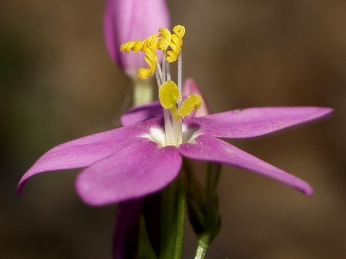 Centaurium erythraea