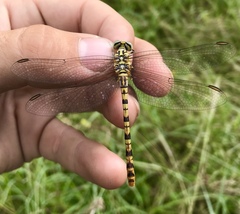 Onychogomphus flexuosus