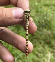 Onychogomphus flexuosus