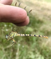 Onychogomphus flexuosus