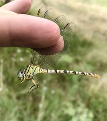 Onychogomphus flexuosus