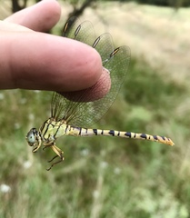 Onychogomphus flexuosus