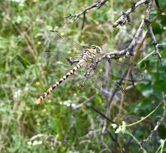 Onychogomphus flexuosus