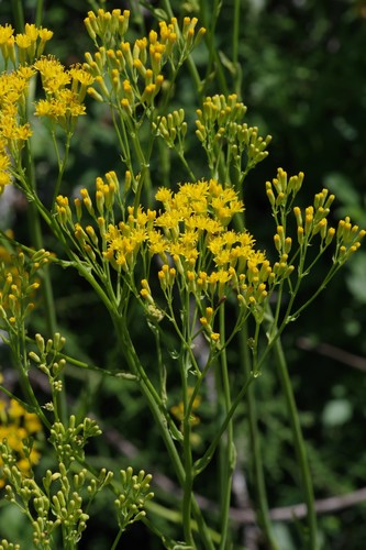 Senecio adnatus · iNaturalist