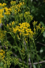 Senecio adnatus