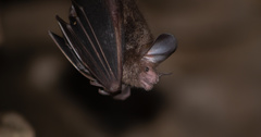 Trachops cirrhosus