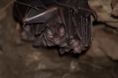Trachops cirrhosus