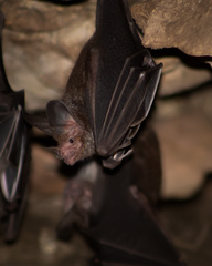 Trachops cirrhosus