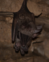 Trachops cirrhosus