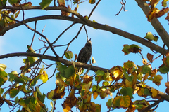 Sturnus vulgaris