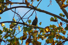 Sturnus vulgaris